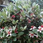 Φεϊόγια (Acca sellowiana) - 2