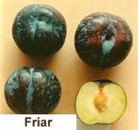 Δαμασκηνιά Φρίαρ (Friar) (Prunus domestica)