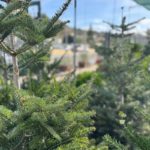 Έλατο Νορμανδίας (Abies nordmanniana) - 3