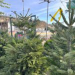 Έλατο Νορμανδίας (Abies nordmanniana) - 4