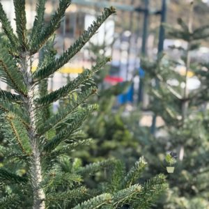 Έλατο Νορμανδίας (Abies nordmanniana) - 2