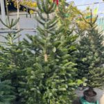 Έλατο Νορμανδίας (Abies nordmanniana) - 1