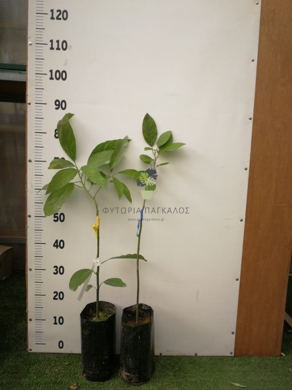 Αβοκάντο (Persea americana)  - 