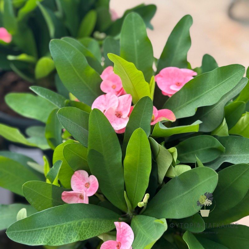 Αγκάθι του Χριστού (Euphorbia sp) - 2