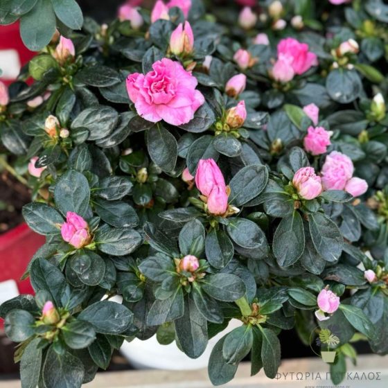 Αζαλέα – Rhododendron sp - 2