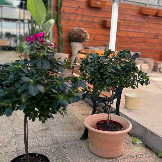 Αζαλέα – Rhododendron sp - 20 cm