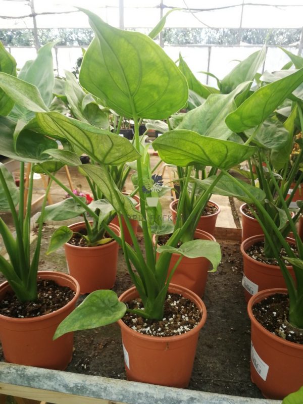 Αλοκάσια (Alocasia sp)