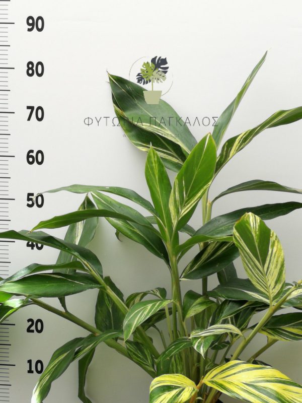 Αλπίνια Τζίντζερ – Alpinia zerumbet - 5 lt