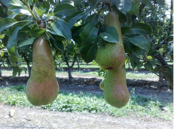🍐 Αχλαδιά Abate Fetel (Pyrus communis)