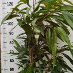 Φίκος Άμστελ (Ficus Amstel King) - 5 lt