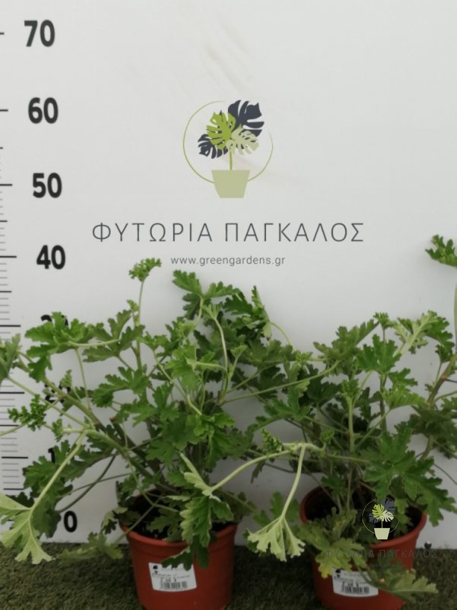 🌿 Αρμπαρόριζα (Pelargonium graveolens) - 2
