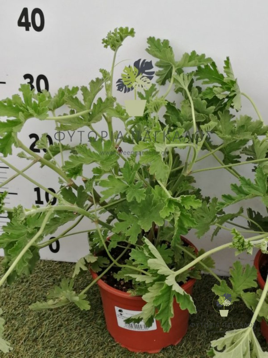 🌿 Αρμπαρόριζα (Pelargonium graveolens) - 3