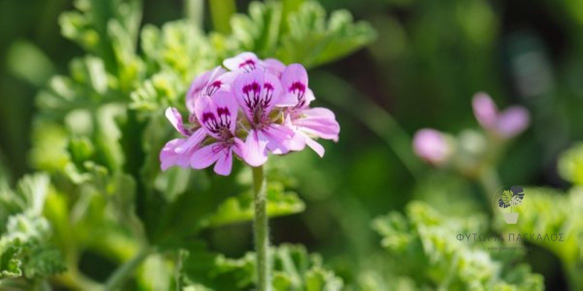 🌿 Αρμπαρόριζα (Pelargonium graveolens) - 1