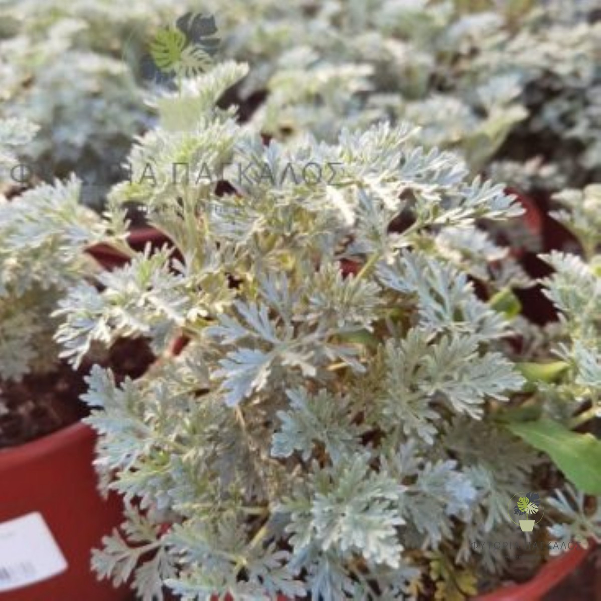 🌿 Αρτεμισία – Αψιθιά (Artemisia absinthium) - 1