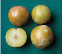 Δαμασκηνιά Ασβεστοχωρίου (Prunus domestica)
