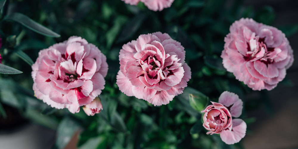 Γαρύφαλλο (Dianthus caryophyllus) – Αρωματικό Ανθοφόρο Φυτό - 2