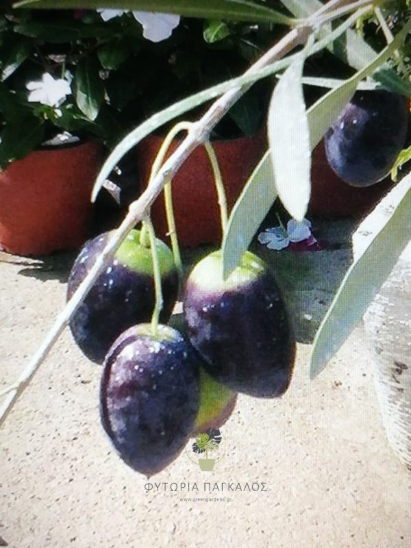 Γαϊδουροελιά (Μαμούθ ελιά) - 