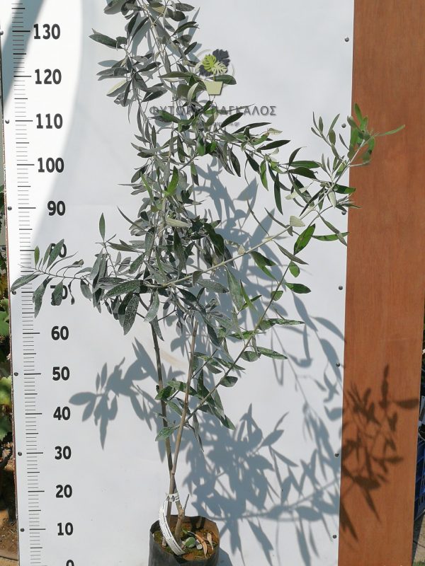 Γαϊδουροελιά (Μαμούθ ελιά) - 2