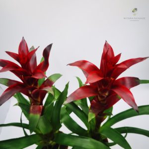 Γκουσμάνια – Guzmania sp  - 2