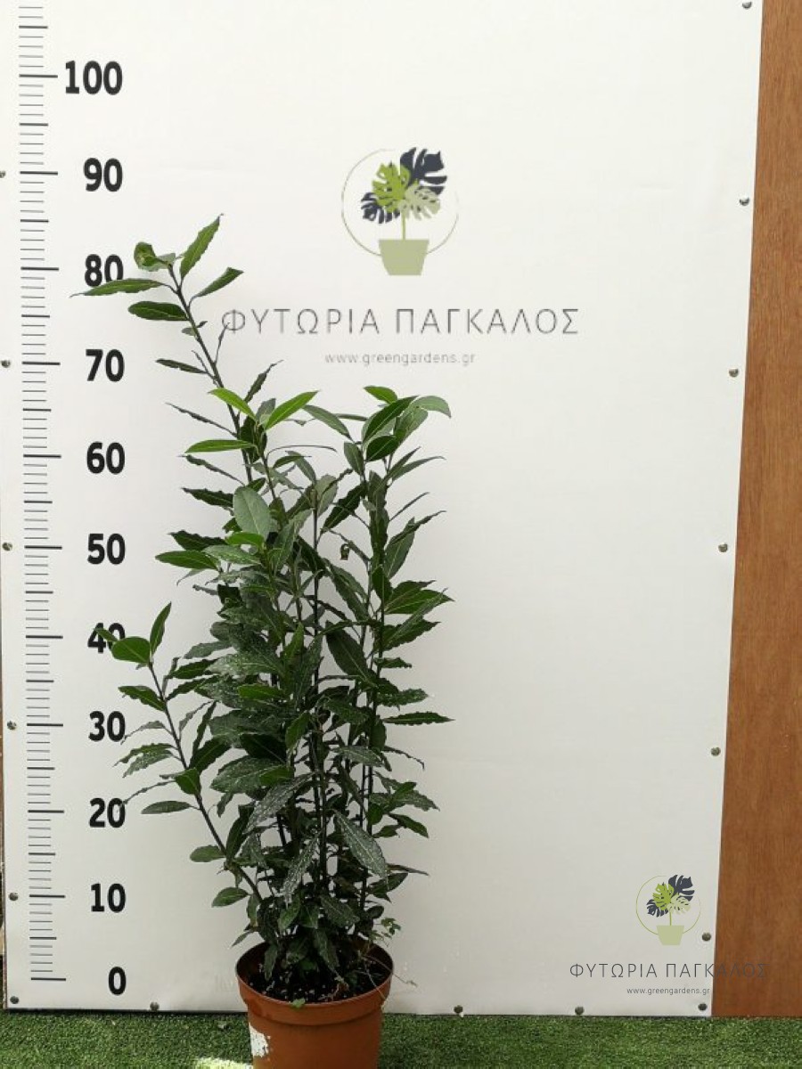 🌿 Δάφνη του Απόλλωνας (Laurus nobilis) - 4
