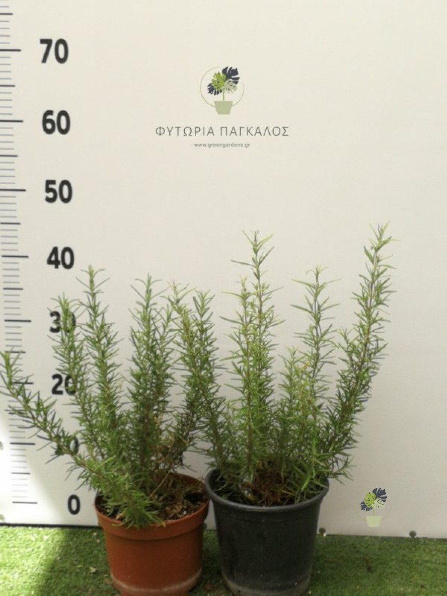 🌿 Δενδρολίβανο (Rosmarinus officinalis) - 2