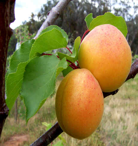 Βερικοκιά Διαμαντοπούλου – Prunus armeniaca - 5 lt