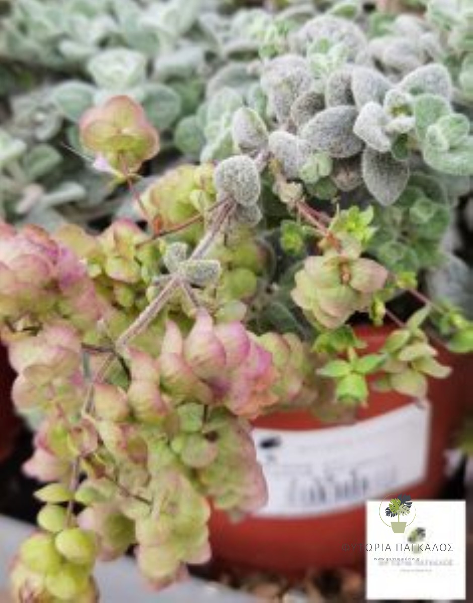 🌿 Δίκταμος Κρήτης – Έρωντας (Origanum dictamnus) - 1