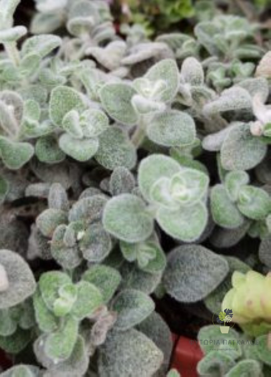 🌿 Δίκταμος Κρήτης – Έρωντας (Origanum dictamnus) - 3