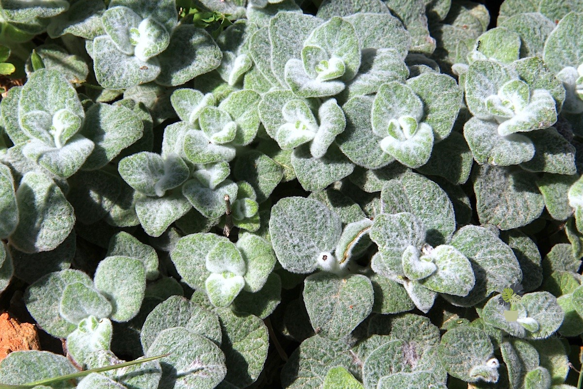 🌿 Δίκταμος Κρήτης – Έρωντας (Origanum dictamnus) - 2