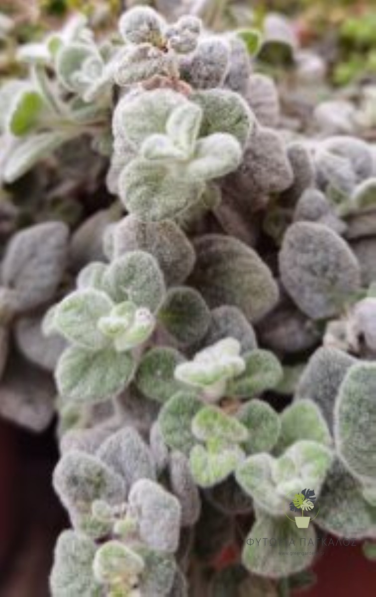 🌿 Δίκταμος Κρήτης – Έρωντας (Origanum dictamnus) - 4