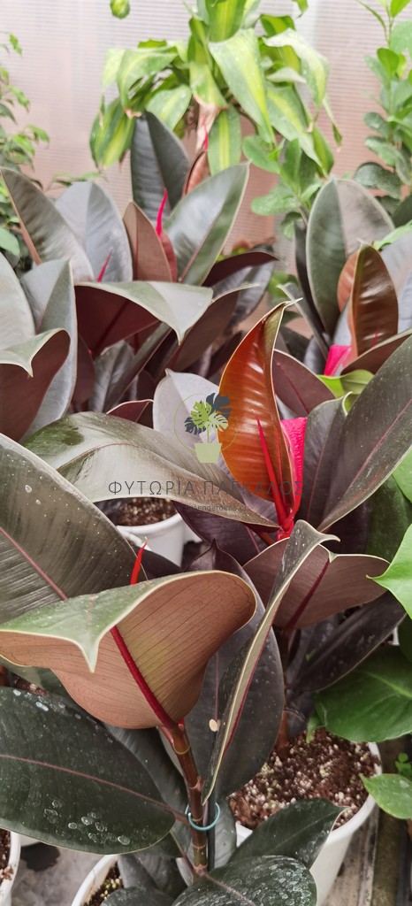 Φίκος Ελάστικα (Ficus elastica) - 5 lt