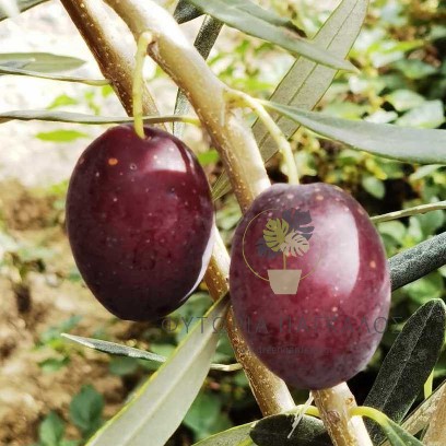 Eλιά Κορωνέικη - 