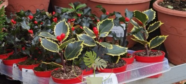 Ίλεξ ήμερο πουρνάρι (Ilex aquifolium)