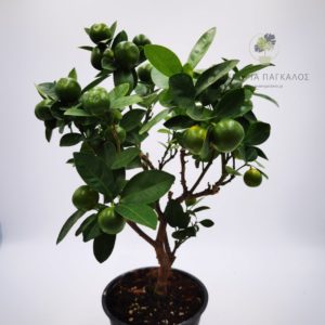 Καλαμοντίν (Citrus mitis) - 3 lt