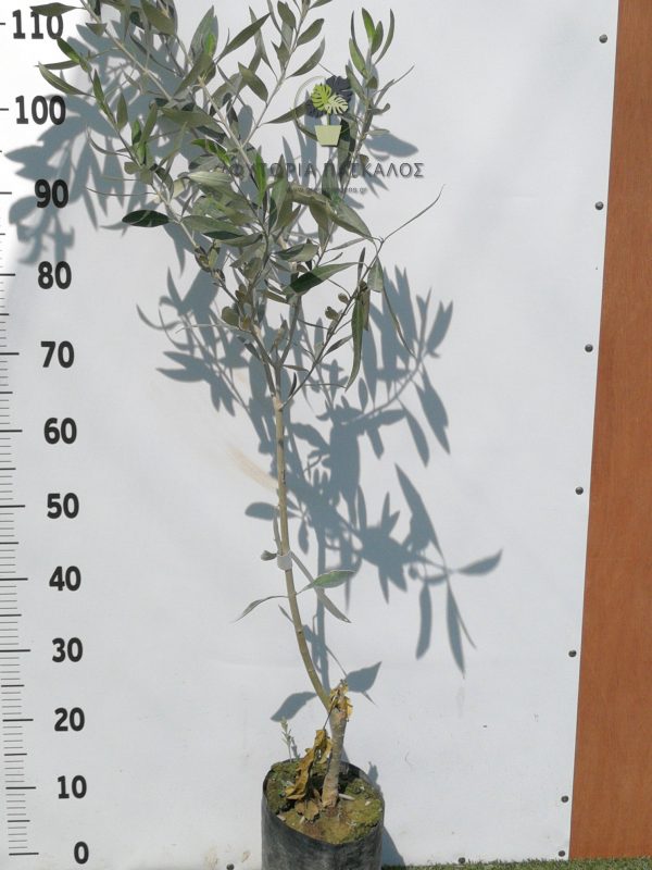 Ελιά Καλαμών - 3