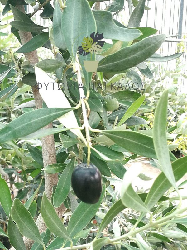 Ελιά Καλαμών - 5 lt