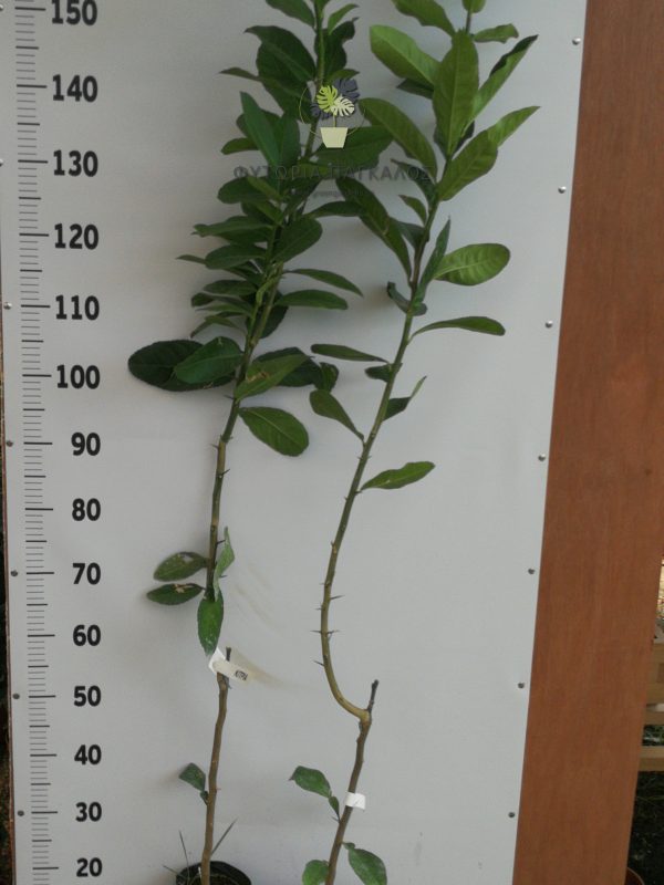Κιτριά (Citrus medica) - 2