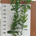 Κιτριά (Citrus medica) - 3