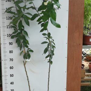 Κιτρολεμονιά (Citrus medica) - 3 lt