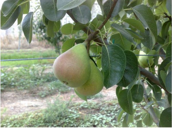 Αχλαδιά Κοντούλα (Pyrus communis) - 5 lt