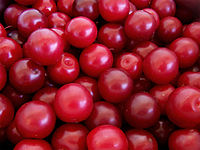 Κορόμηλο κόκκινο (Prunus domestica)