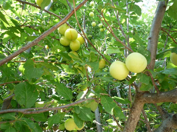 Κορόμηλο Κίτρινο (Prunus domestica)