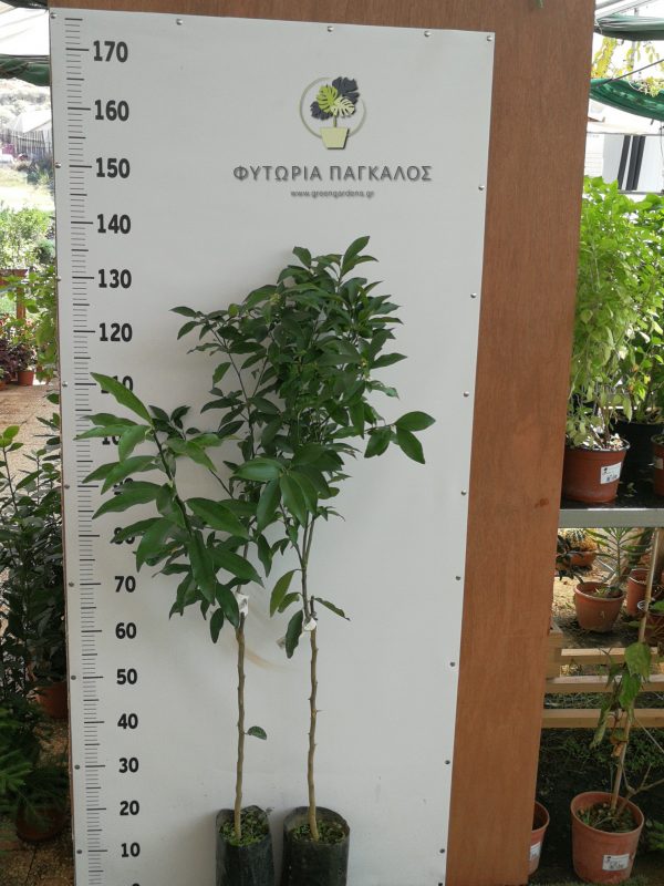 Κουμ Κουάτ (Citrus japonica) - 2