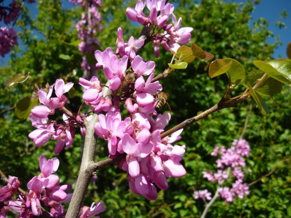 Κουτσουπιά (Cercis siliquastrum)