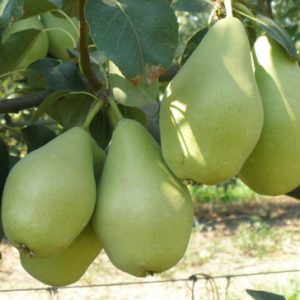 Αχλαδιά Κρυστάλλι (Pyrus communis) - 5 lt