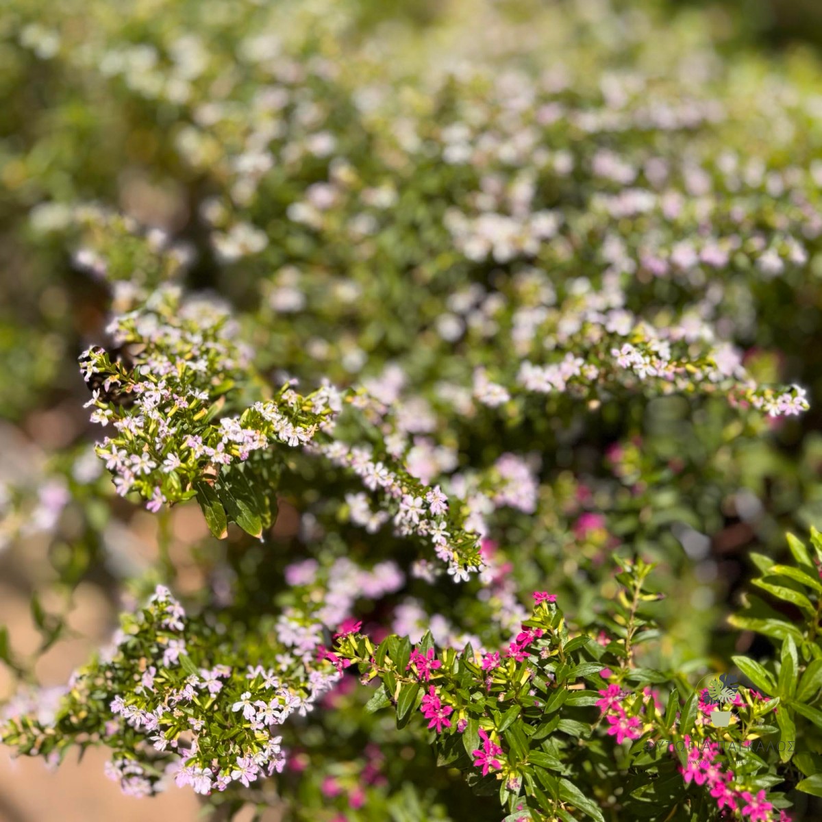 ΚΟΥΦΕΑ – Cuphea hyssopifolia - 3