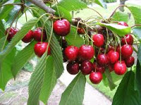 Κερασιά Λαπέν – Αυτογόνιμη ποικιλία ( Prunus avium) - 5 lt