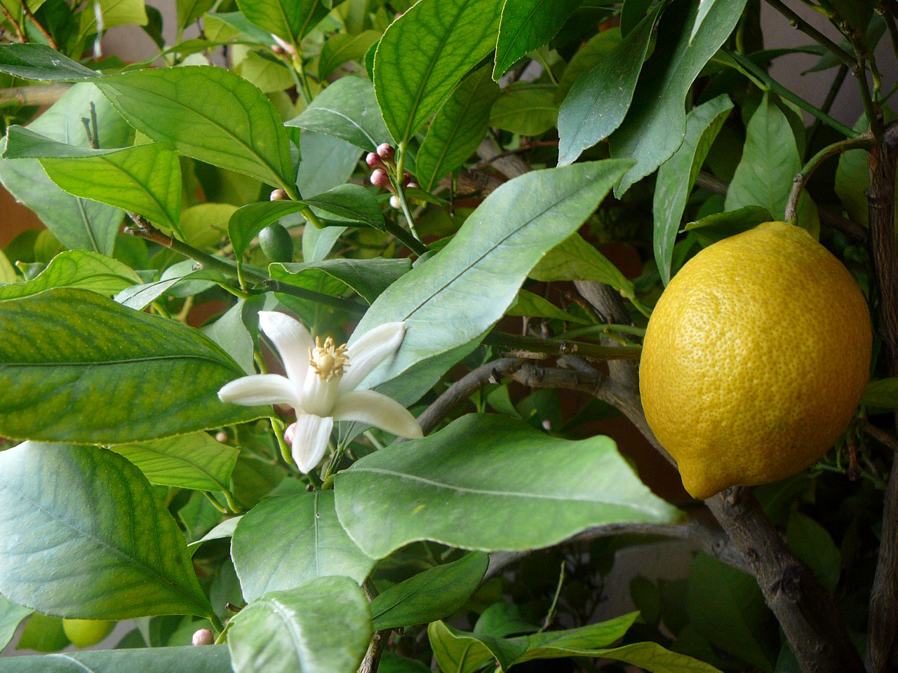 🍋 Λεμονιά Αδαμοπούλου (Citrus limon) - 3