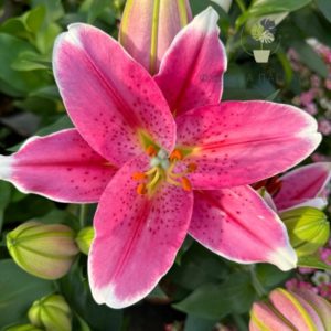 Λίλιουμ (Lilium sp) - 2 lt