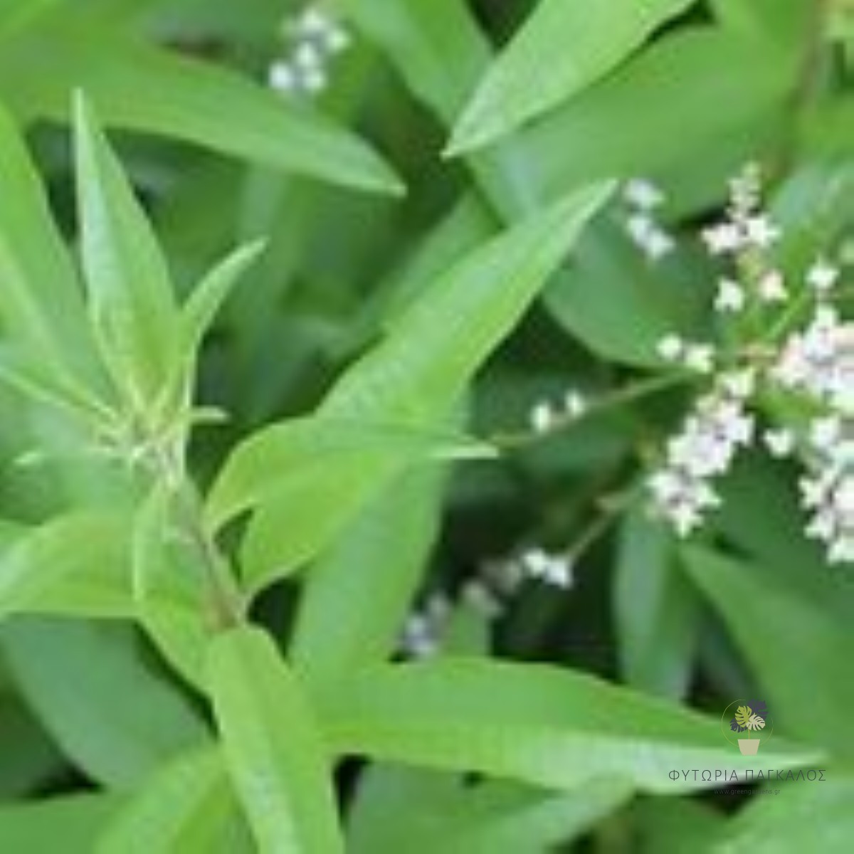 🌿 Λουίζα (Aloysia citrodora) - 1